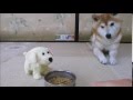おもちゃの犬にまで気を使う謙虚な柴犬ちゃめ ペット動画 Shiba Inu
