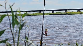 Lugar de Pesca 100% GRATIS en Rio Tala, sobre Ruta 9