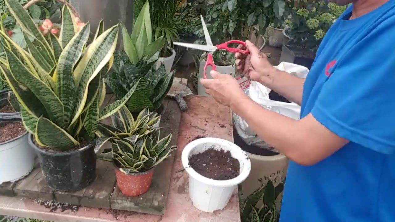 경력 30년이상 식물고수가 알려주는 산세베리아 초보자도 잘 키우는 방법 (삽목,분갈이 쉽게하는 노하우까지 알려드려요)