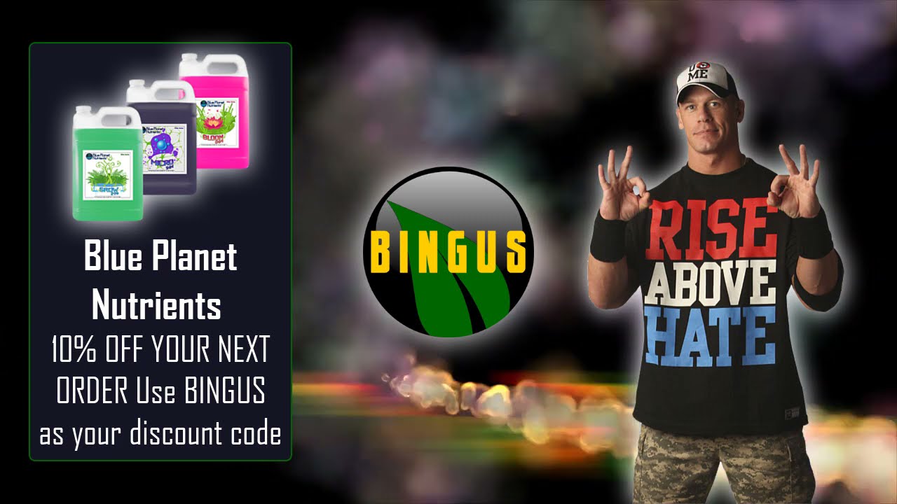 Bingus Mile Run Day 36