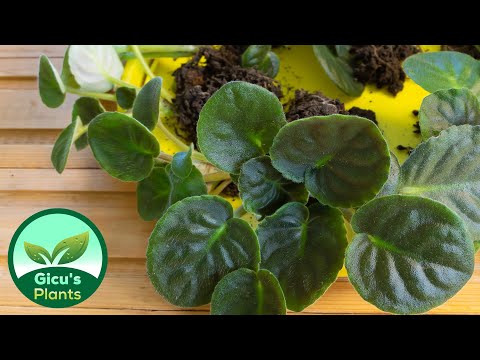 Video: Cum Să Plantați Violete? Plantarea Violetelor De Interior Pe Fitil Pas Cu Pas, îngrijirea Lăstarilor Acasă. Cum Să Plantați O Violetă Cu O Rădăcină într-o Oală?