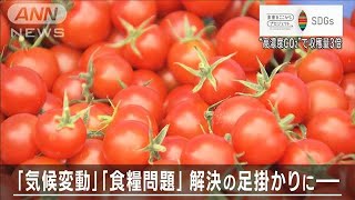 二酸化炭素が“肥料”「エコで・おいしく・たくさん採れる」ミニトマト【SDGs】(2023年9月19日)