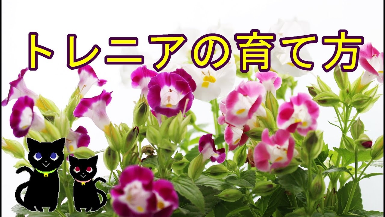 トレニアの育て方 Youtube