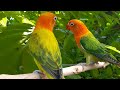 Lovebird Chirping Sounds - Euwing Green (Gold) Opaline Fischer & Dark Green Opaline Fischer