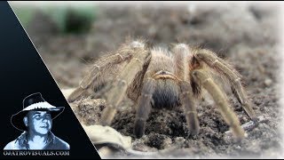 Rose Tarantula Alert 03 Footage