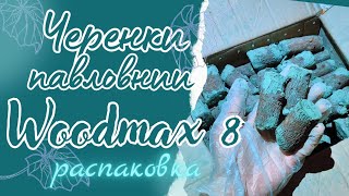 Павловния Вудмакс 8. Распаковка. Черенки нового сорта.