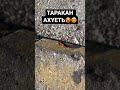 Обзор на таракана