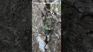 Swamp/Morning Cicada aka Neotibicen tibicen tibicen cicada adult crawling up a spruce @CicadaMania