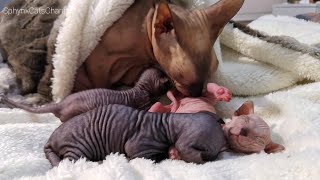 Cat Mom Take Good Care of Cute Baby Kittens 💞 by Sphynx Cats Channel 1,898 views 2 years ago 1 minute, 20 seconds