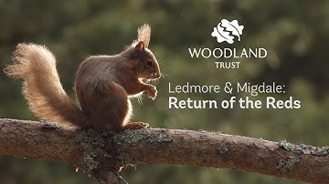 Returning Red Squirrels to Scottish woodlands - Woodland Trust Scotland
