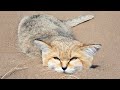 แมวทรายตัวนี้ไม่มีกลิ่นไม่กินน้ำ..และมันไม่ทิ้งรอยเท้าเอาไว้