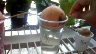 Growing avocado tree from seeds