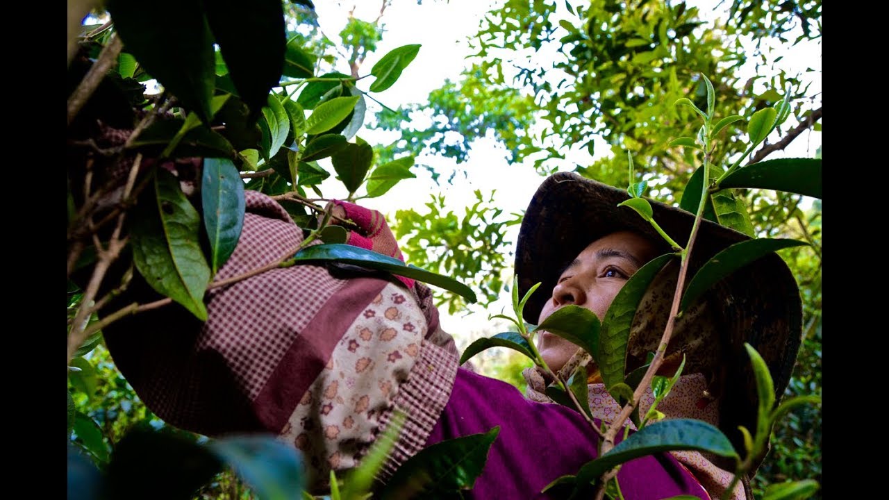 'Tea Explorer' Jeff Fuchs on the tea culture in Yunnan