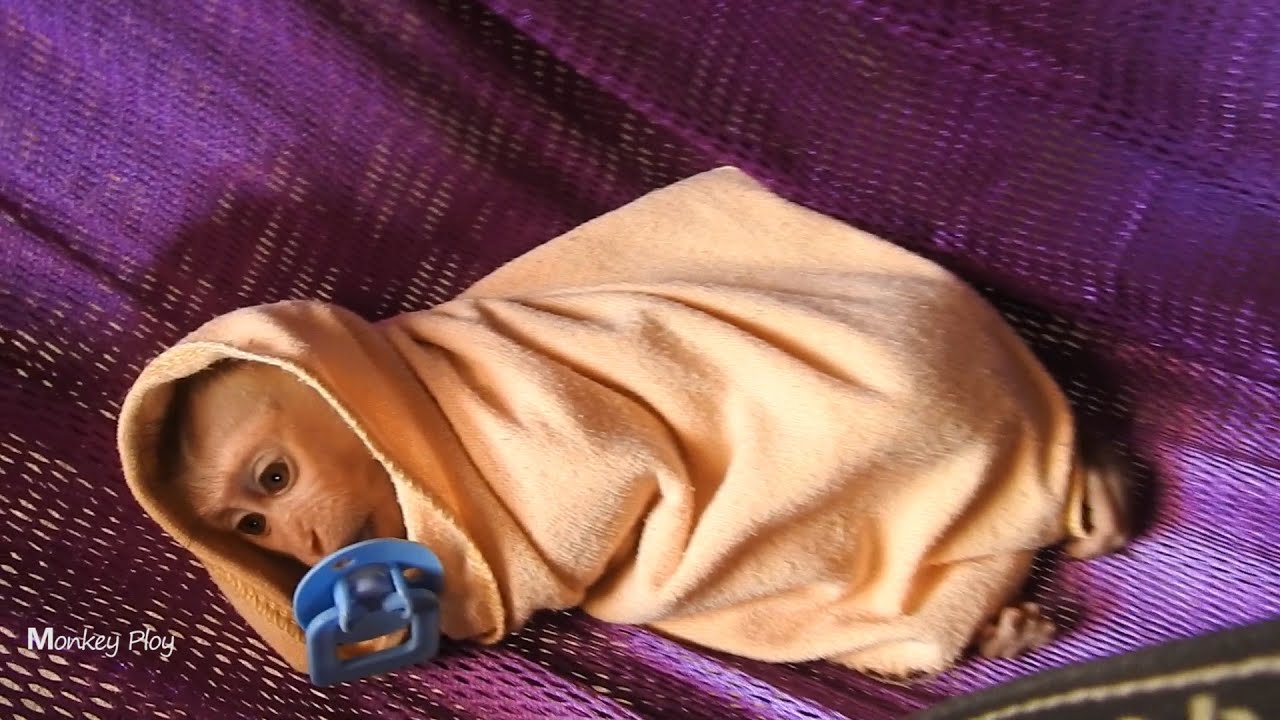 Baby Monkey Ploy Look So Homely and Keeping In Sleep