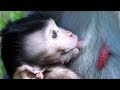 Newborn Baby Monkey Gets Milk and Poor Baby Monkey Eating Food