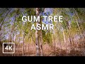 Relaxing Walk In Forest- Wind Sounds &amp; Nature Sounds for Sleep &amp; Relaxation Eucalyptus Grove ASMR 4K