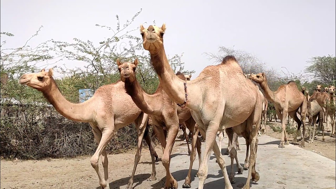 Camels are coming back to camel farm
