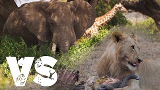 Amboseli vs Masai Mara. Best Kenya Safari? Ch 3. by Chris Chrisman Travel Adventures 545 views 4 months ago 9 minutes, 16 seconds