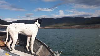 Famous Deer hunting English Pointer (Puppy-18 months) Profile