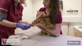 Intravenous catheter placement in a cat screenshot 1