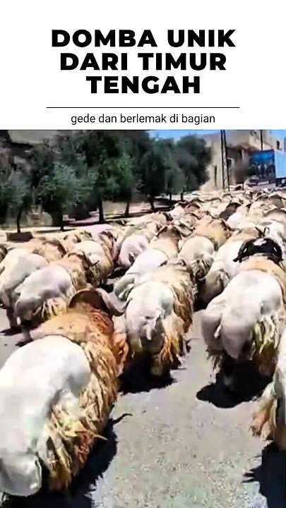 UNIQUE SHEEP FROM THE MIDDLE EAST