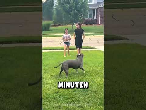 Missverstanden, aber voller Liebe ❤️🐕