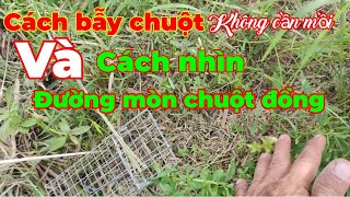 Cách bẫy chuột đồng sau khi cắt lúa... và cách nhìn đường mòn chuột chi tiết nhất... Tèo ngố TV