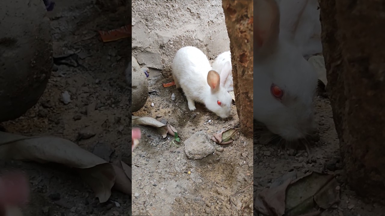 how to pet a rabbit at home 