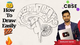How to draw sagital section of the Human Brain step by step for Beginners !