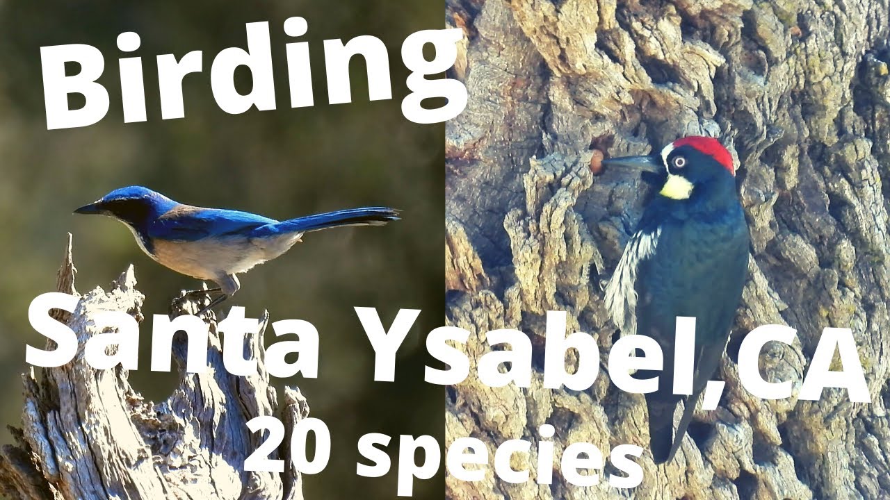 Birding Santa Ysabel in Southern California. 20 Different Bird Species & Beautiful Scenery!