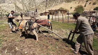Plowing agriculture land using donkeys by Rural family