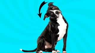 10 Head Tilting Sounds Your Dog Will Love The Most 🐶