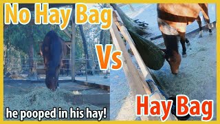 Comparing Free Feeding Hay To Hay Bag Feeding Hay