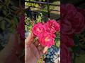 Trick To Get More Rose Flower🌹🤓/ #ytshorts #shorts #rose #flowers #plants #garden