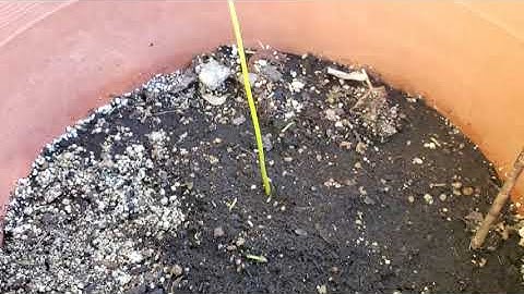 The first prune for my Avocado Tree 🥑