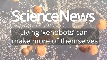 Living ‘xenobots’ can self-replicate | Science News