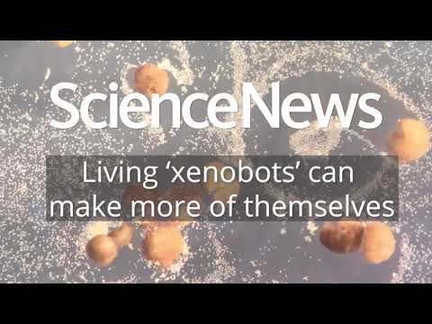Living ‘xenobots’ can