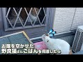 突然現れたお腹を空かせた野良猫にごはんを用意したら意外な行動に…