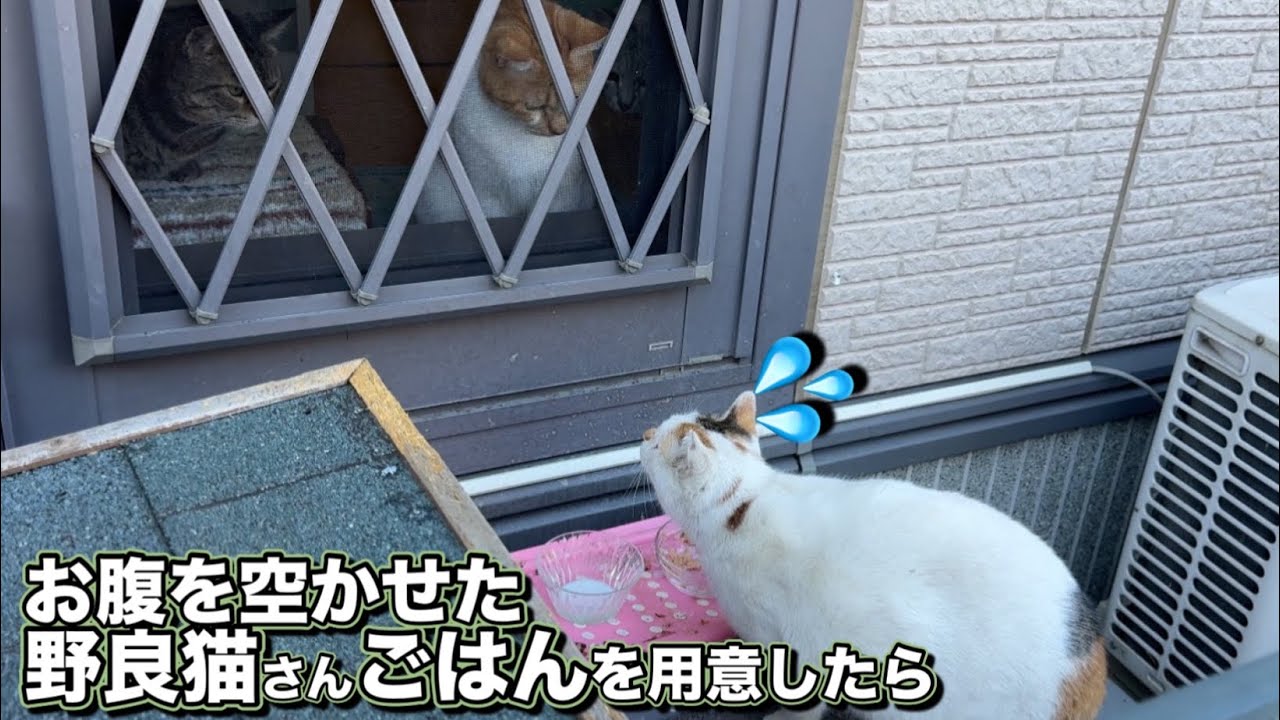 突然現れたお腹を空かせた野良猫にごはんを用意したら意外な行動に…