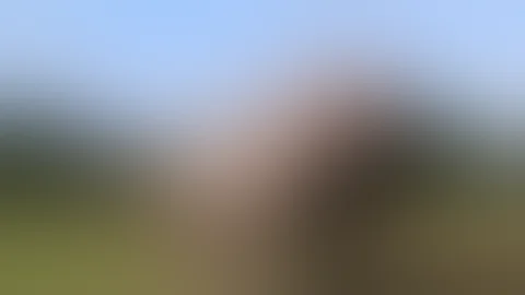 تزاوج وحيد القرن هههههههههههههه تزاوج وحيد القرن هههههههههههههه