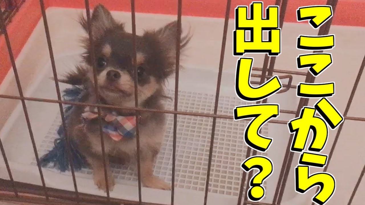 ロングコートチワワ 手を振ってアピールする犬がめっちゃかわいいw Youtube ロングコートチワワ 手を振ってアピールする犬がめっちゃかわいいw Youtube