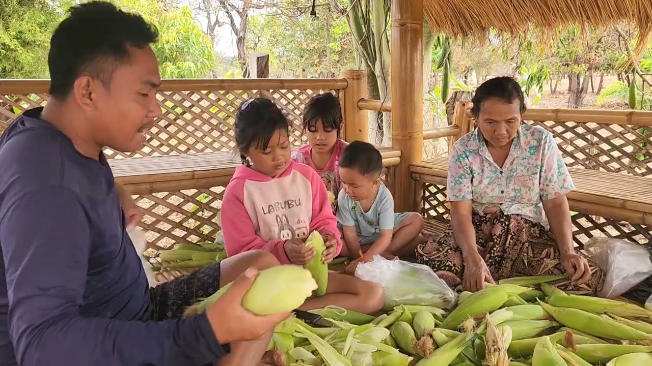 เก็บข้าวโพดขาย​ฝากอุดหนุนซื้อช่วยธันวาน้อยแหน่เด้อป้าลุง