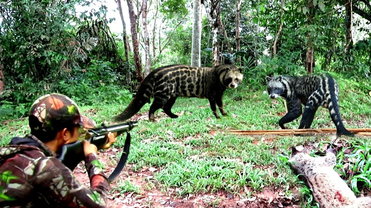 BERBURU MUSANG HITAM//PASOPATI TUMBANGKAN MUSANG JANTAN JUMBO DI MUSIM BUAH DURIAN