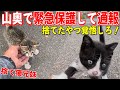 鳴き声で見渡すと居た子猫兄妹を緊急保護!放置したら鳥が…犯罪は通報して保護して連れて来ました 犯人見つけてやるからな