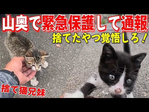 鳴き声で見渡すと居た子猫兄妹を緊急保護！放置したら鳥が…犯罪は通報して保護して連れて来ました　犯人見つけてやるからな