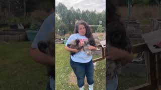 Silkie chicken addiction #chickens #farming #gardening #homesteading #shorts
