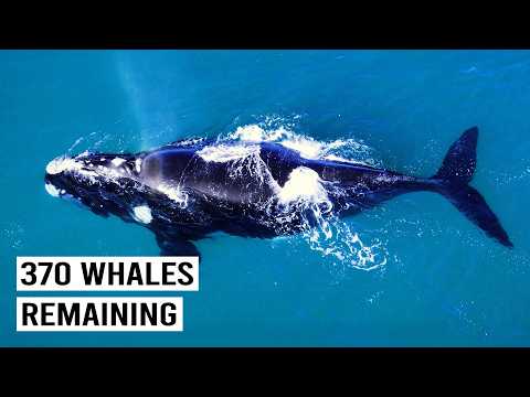 BEAUTIFUL WHALES: NATURE'S GENTLE GIANTS