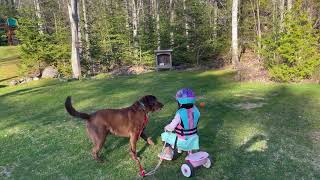Girl plays fetch with dog but leash is connected to tricycle and she gets dragged along with the dog