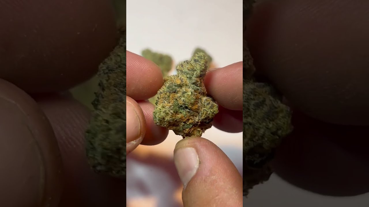 Girl Crush - SOL CANNA - IL Strain Review