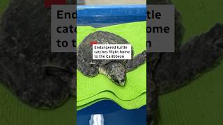 Famous Endangered turtle catches flight back home #shorts Profile